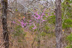 property photo for Reserves At Cattail Cove Phase I Tract 4, 5.39 acres for sale in Pittsburg County, Oklahoma