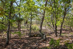 property photo for Eagles Nest Ranch Tract 24, 9.06 acres for sale in Pushmataha County, Oklahoma