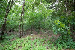 property photo for Eagles Nest Ranch Tract 84, 16.21 acres for sale in Pushmataha County, Oklahoma