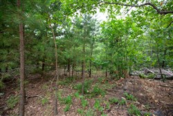 property photo for Eagles Nest Ranch Tract 84, 16.21 acres for sale in Pushmataha County, Oklahoma