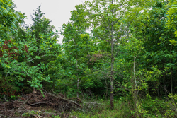 property photo for Falcon Crest Tract 11, 5.5 acres for sale in Pushmataha County, Oklahoma