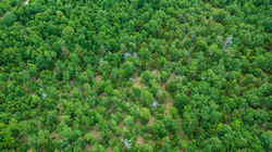 property photo for Falcon Crest Tract 11, 5.5 acres for sale in Pushmataha County, Oklahoma