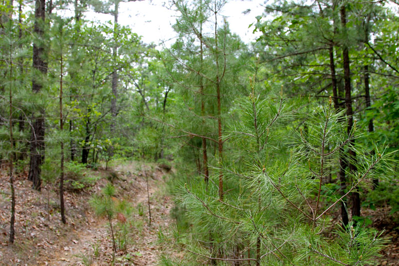 Tract 69 at Trophy Ridge Phase II in Pushmataha County, Oklahoma