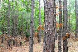 property photo for Trophy Ridge Phase II Tract 75, 12.07 acres for sale in Pushmataha County, Oklahoma
