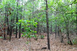 property photo for Trophy Ridge Phase II Tract 75, 12.07 acres for sale in Pushmataha County, Oklahoma