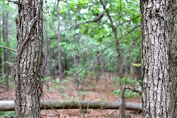 property photo for Trophy Ridge Phase II Tract 75, 12.07 acres for sale in Pushmataha County, Oklahoma