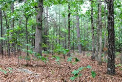 property photo for Trophy Ridge Phase II Tract 75, 12.07 acres for sale in Pushmataha County, Oklahoma