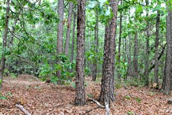 property photo for Trophy Ridge Phase II Tract 75, 12.07 acres for sale in Pushmataha County, Oklahoma