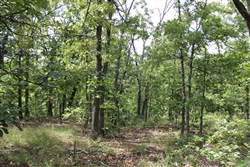 property photo for Trophy Ridge Phase III Tract 10, 7.11 acres for sale in Pushmataha County, Oklahoma