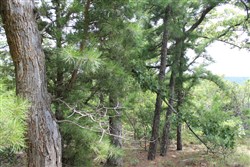 property photo for Trophy Ridge Phase III Tract 36, 6.99 acres for sale in Pushmataha County, Oklahoma