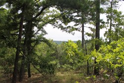 property photo for Trophy Ridge Phase III Tract 36, 6.99 acres for sale in Pushmataha County, Oklahoma