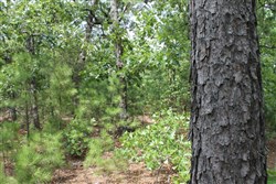 property photo for Trophy Ridge Phase III Tract 36, 6.99 acres for sale in Pushmataha County, Oklahoma