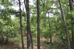 property photo for Trophy Ridge Phase III Tract 36, 6.99 acres for sale in Pushmataha County, Oklahoma