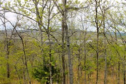 property photo for Trophy Ridge Phase III Tract 53, 5.58 acres for sale in Pushmataha County, Oklahoma