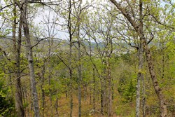 property photo for Trophy Ridge Phase III Tract 53, 5.58 acres for sale in Pushmataha County, Oklahoma