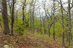 property photo for Trophy Ridge Phase III Tract 53, 5.58 acres for sale in Pushmataha County, Oklahoma