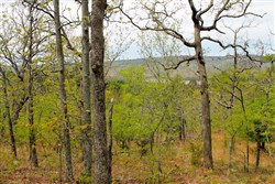 property photo for Trophy Ridge Phase III Tract 53, 5.58 acres for sale in Pushmataha County, Oklahoma