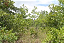 property photo for Trophy Ridge Phase III Tract 8, 8.76 acres for sale in Pushmataha County, Oklahoma