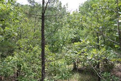 property photo for Trophy Ridge Phase III Tract 8, 8.76 acres for sale in Pushmataha County, Oklahoma