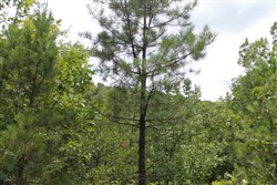 property photo for Trophy Ridge Phase III Tract 8, 8.76 acres for sale in Pushmataha County, Oklahoma