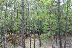 property photo for Trophy Ridge Phase III Tract 8, 8.76 acres for sale in Pushmataha County, Oklahoma