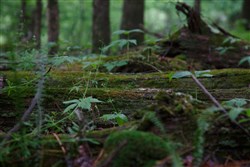 property photo for Red Barn Ranch Tract 27, 8.21 acres for sale in Benton County, Tennessee