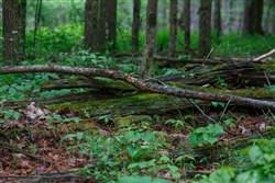 property photo for Red Barn Ranch Tract 27, 8.21 acres for sale in Benton County, Tennessee