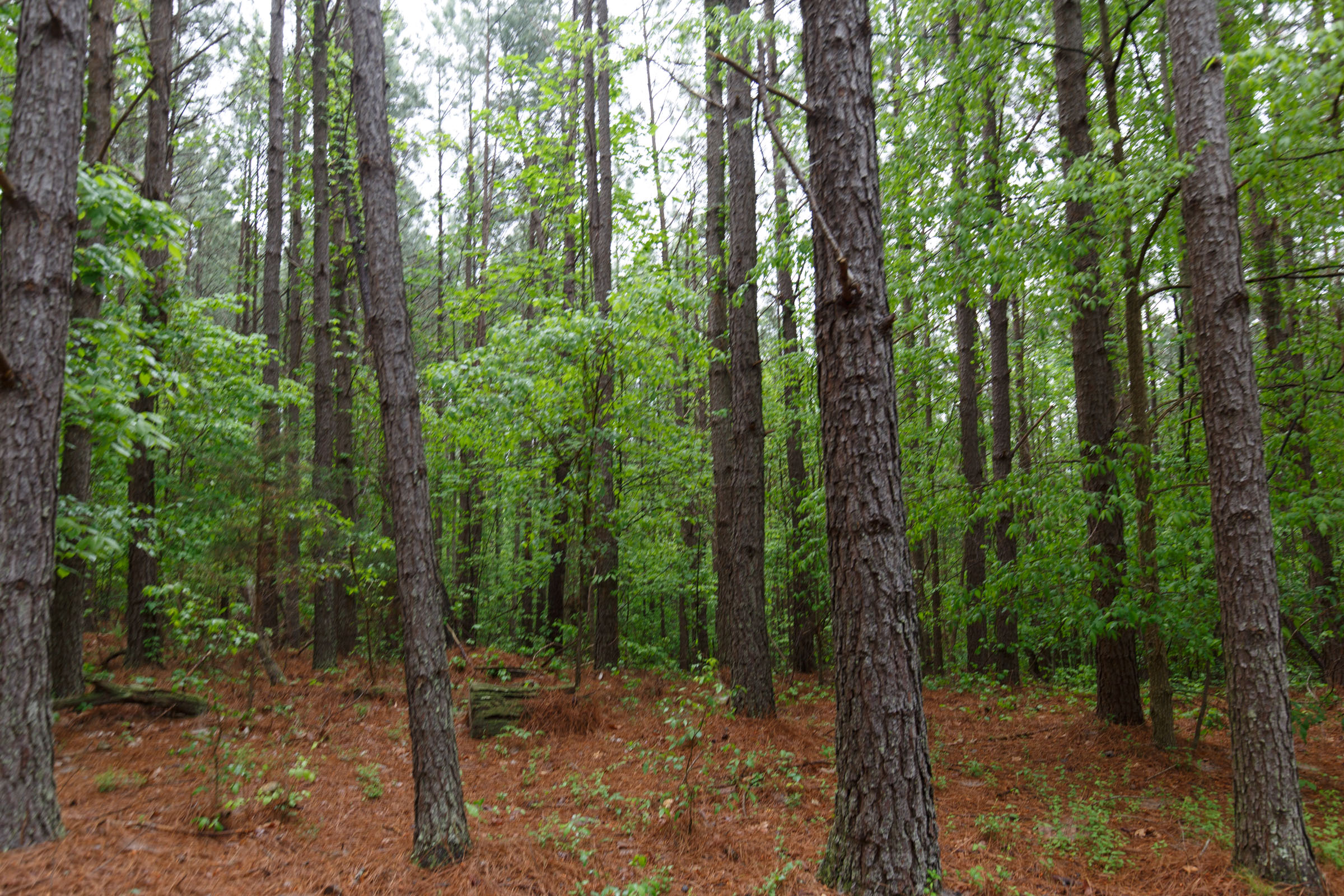Tract 28 at Red Barn Ranch in Benton County, Tennessee