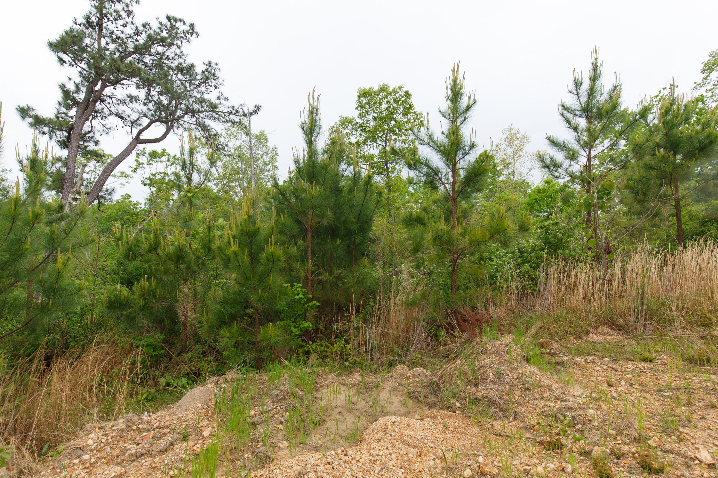 Tract 36 at Red Barn Ranch in Benton County, Tennessee