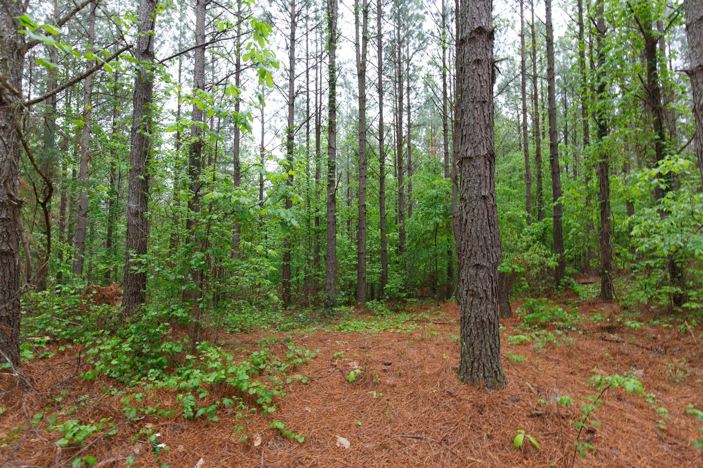 Tract 37 at Red Barn Ranch in Benton County, Tennessee