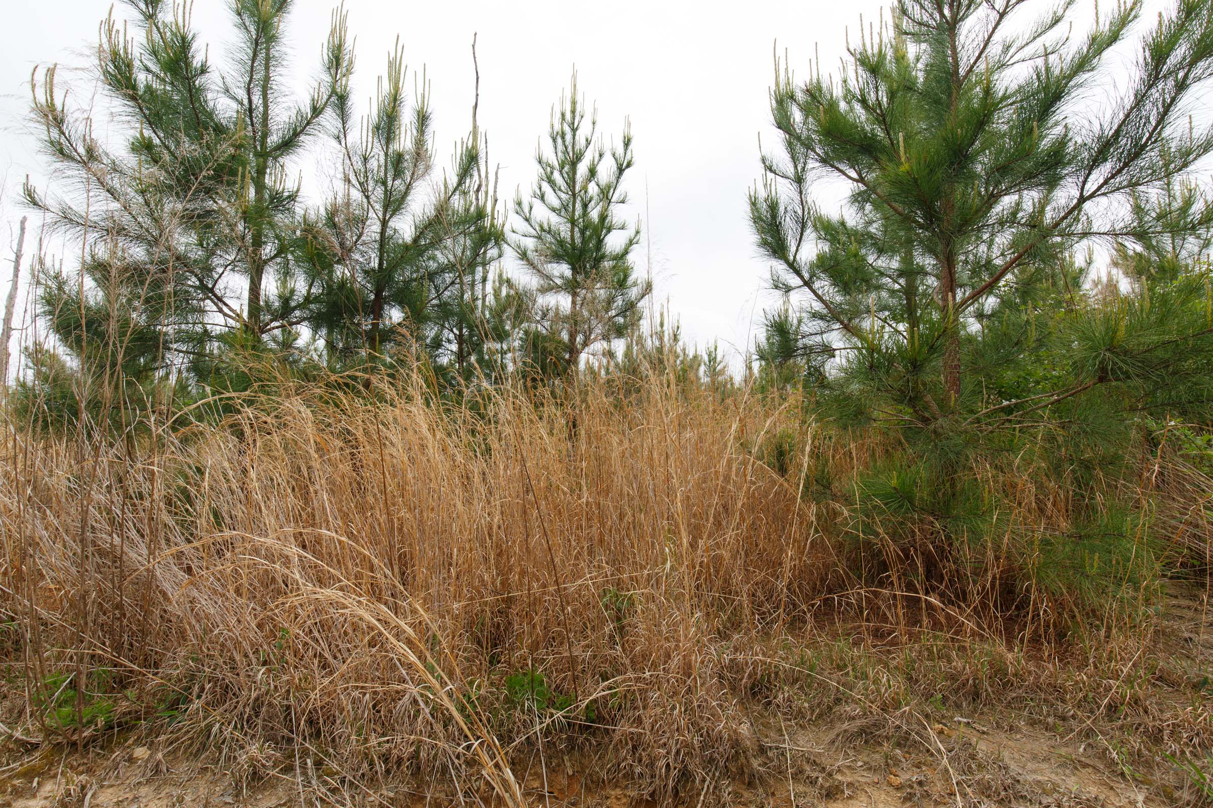 Tract 47 at Red Barn Ranch in Benton County, Tennessee
