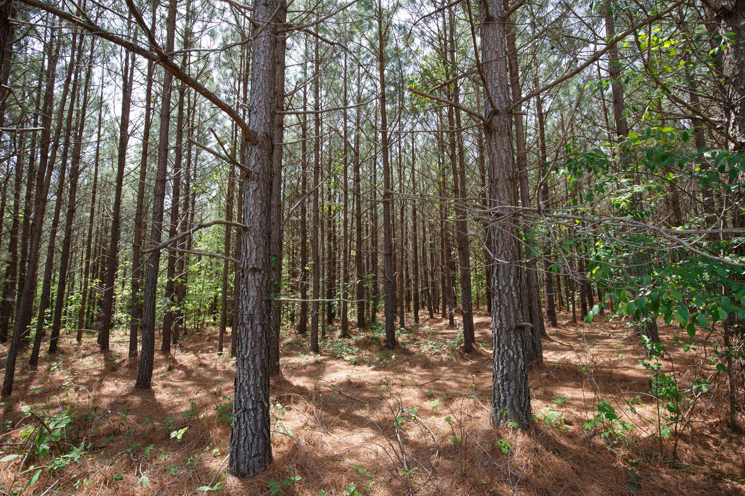 Tract 64 at Red Barn Ranch in Benton County, Tennessee