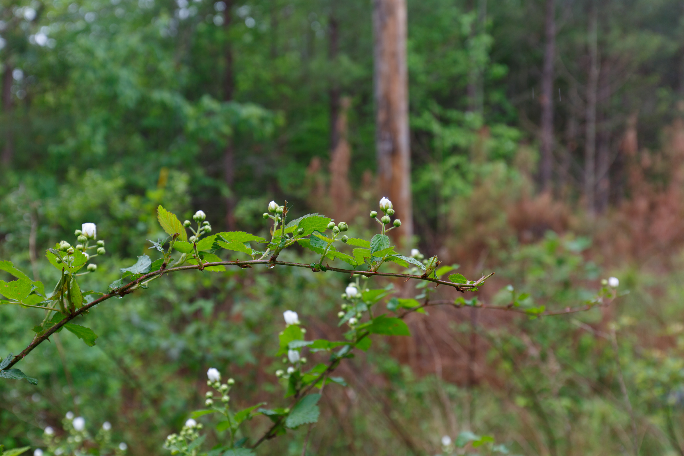 Tract 65 at Red Barn Ranch in Benton County, Tennessee