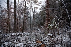 property photo for Sweet Water Ranch Tract 26, 6.1 acres for sale in Decatur County, Tennessee
