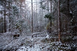 property photo for Sweet Water Ranch Tract 27, 6.4 acres for sale in Decatur County, Tennessee