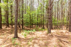 property photo for Whiskey Ridge Tract 25, 18.44 acres for sale in Henderson County, Tennessee