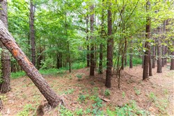 property photo for Whiskey Ridge Tract 29, 14.57 acres for sale in Henderson County, Tennessee