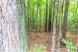 property photo for Whiskey Ridge Tract 4, 6.01 acres for sale in Henderson County, Tennessee