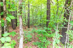 property photo for Whiskey Ridge Tract 4, 6.01 acres for sale in Henderson County, Tennessee