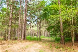 property photo for Whiskey Ridge Tract 73, 8.64 acres for sale in Henderson County, Tennessee