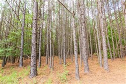 property photo for Whiskey Ridge Tract 73, 8.64 acres for sale in Henderson County, Tennessee