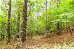 property photo for Whiskey Ridge Tract 73, 8.64 acres for sale in Henderson County, Tennessee