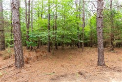 property photo for Whiskey Ridge Tract 83, 10.83 acres for sale in Henderson County, Tennessee