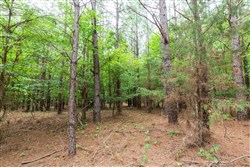 property photo for Whiskey Ridge Tract 83, 10.83 acres for sale in Henderson County, Tennessee