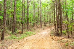 property photo for Whiskey Ridge Tract 83, 10.83 acres for sale in Henderson County, Tennessee