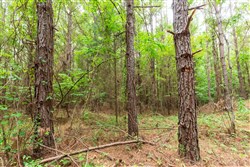 property photo for Whiskey Ridge Tract 83, 10.83 acres for sale in Henderson County, Tennessee