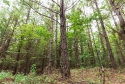 property photo for Whiskey Ridge Tract 83, 10.83 acres for sale in Henderson County, Tennessee