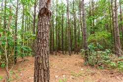 property photo for Whiskey Ridge Tract 86, 11.33 acres for sale in Henderson County, Tennessee