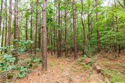 property photo for Whiskey Ridge Tract 86, 11.33 acres for sale in Henderson County, Tennessee