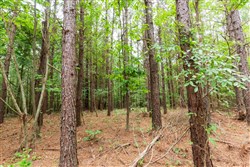 property photo for Whiskey Ridge Tract 86, 11.33 acres for sale in Henderson County, Tennessee